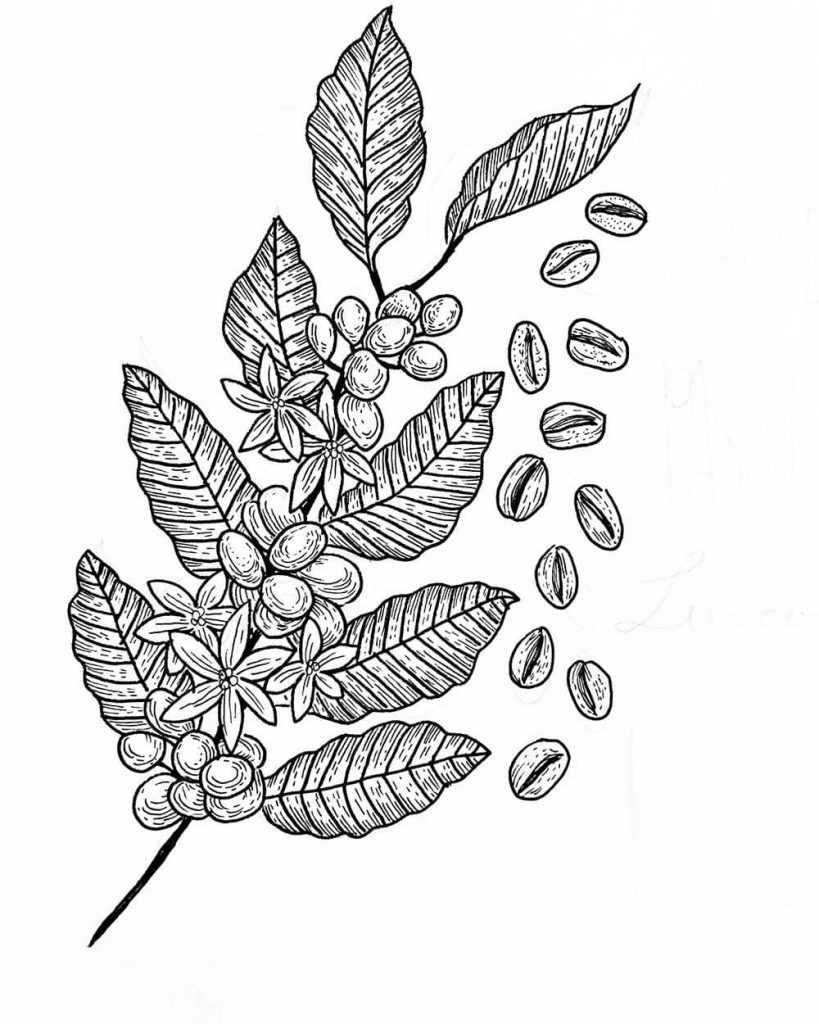 Coffee Plant by Abigail E.P.