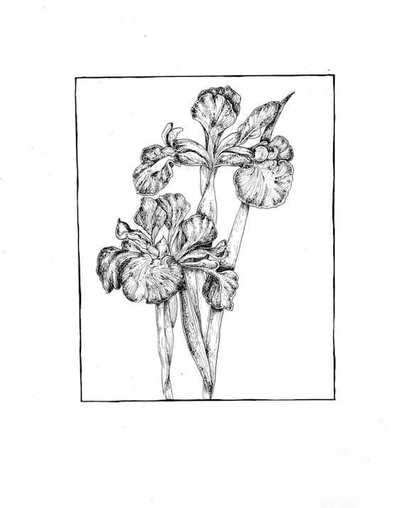 Irises by Abigail E.P.